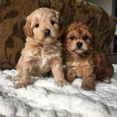 Cavapoochon puppies