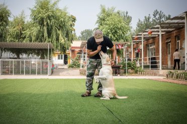 A dog is being trained during his stay in a boarding kennel