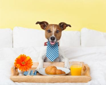 a dog having a nice breakfast in bed in a fancy hotel for dogs