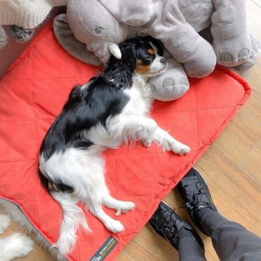 A dog is laying comfortably on a dog pad on top of its dog bed