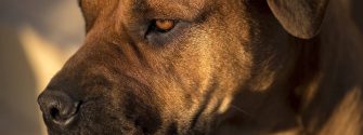 Close up of Boerboel