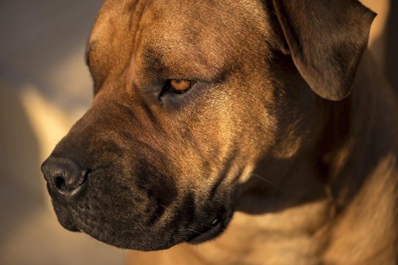 Close up of Boerboel