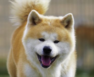 Akita Inu