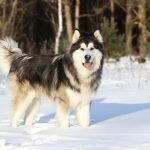 Alaskan Malamute (10)