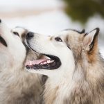 Two dogs breed of malamutes on the snow