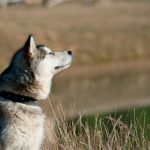 Young alaskan malamut dog enjoying good weather by the lake