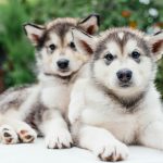 small cute alaskan malamute puppies playing in garden