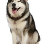 Cheerful malamute sits on white background