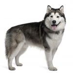 Alaskan malamute, 19 months old, standing in front of white background