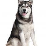 Alaskan Malamute, 2 years old, sitting in front of white background