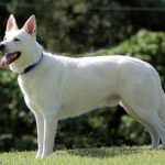 albino german shepherd