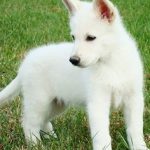 albino german shepherd