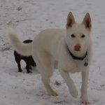 albino german shepherd