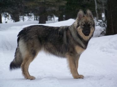 American Alsatian