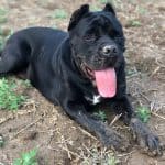 American Bandogge lying in the dirt and panting