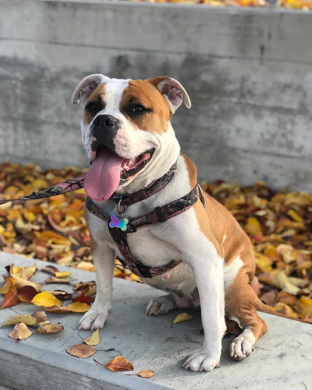 american bulldog pitbull mix sitting on a bench