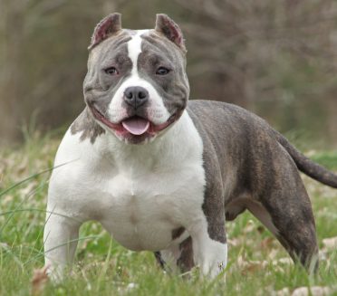 American Bully