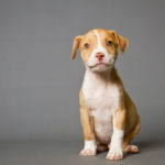 American Pit Bull Terrier