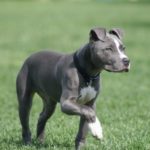 American Pit Bull Terrier