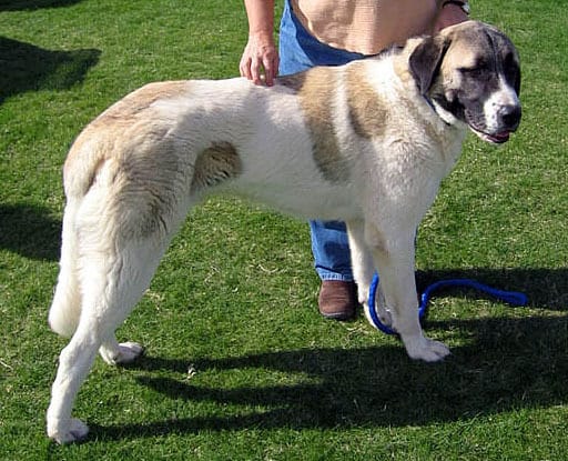 Anatolian Shepherd