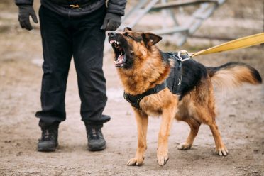 German Shepherd Dog Attacking