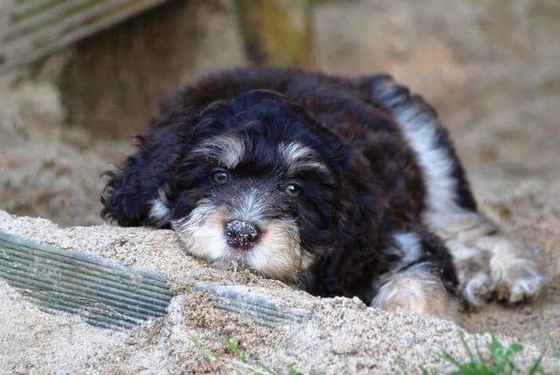 Black and white aussiedoodle puppy laying on the ground