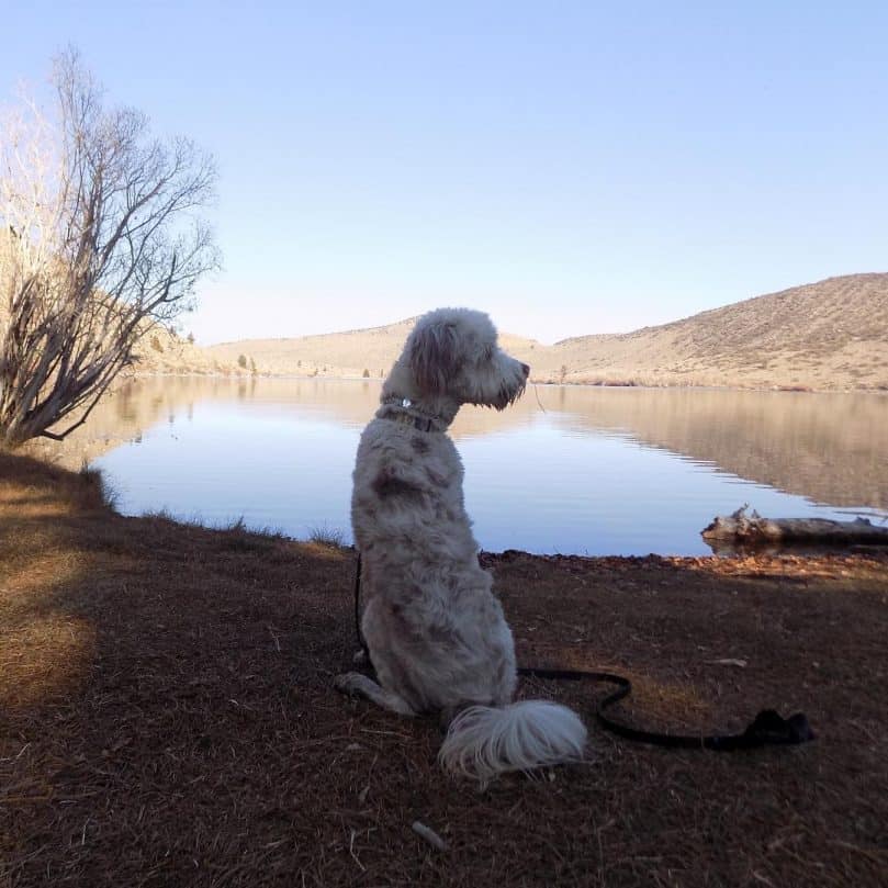 White Australian Shepherd Poodle Mix standing in front of a lake