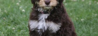 Aussie doodle standing on grass