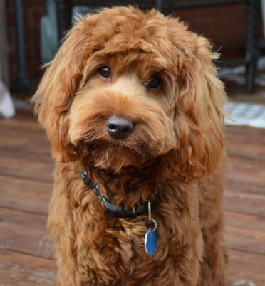 Australian Labradoodle