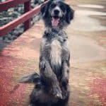 Australian Retriever standing on its hind legs