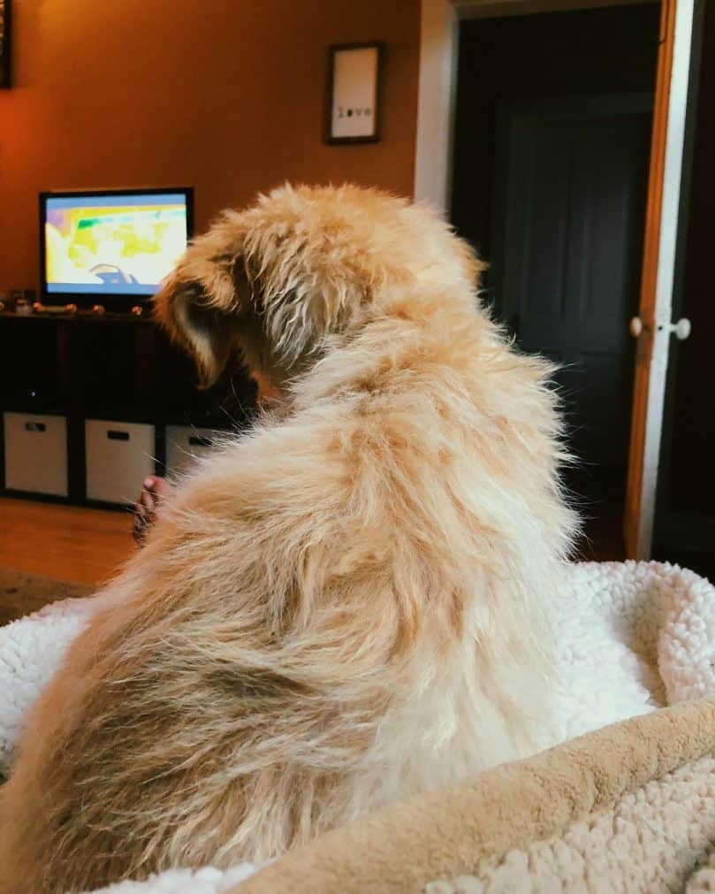 Aussie Golden mix with golden fur