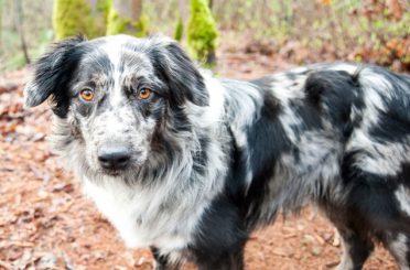 Australian Retriever also known as the Australian Shepherd Golden Retriever Mix