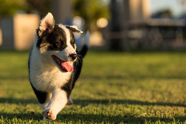 Australian Shepherd Blue Heeler Mix