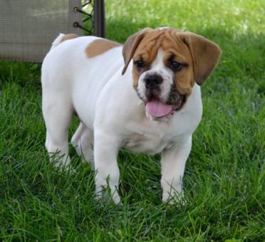 Beabull, also known as Beagle Bulldog Mix