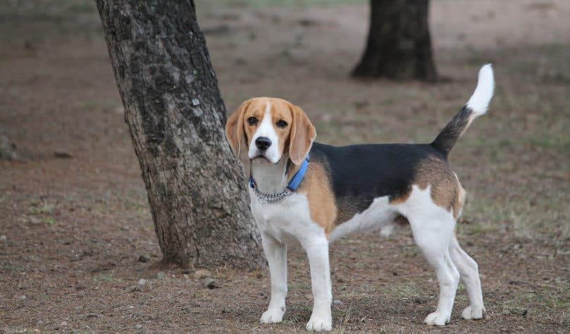 Purebred Beagle playing outside in the woods