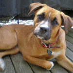 beagle boxer mix