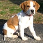 beagle boxer mix