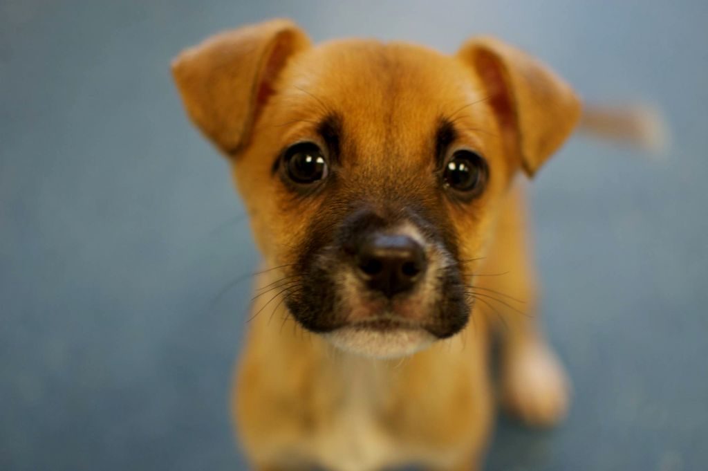 Beagle Boxer Mix