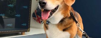 Beagle Corgi Mix looking happy while out for a walk