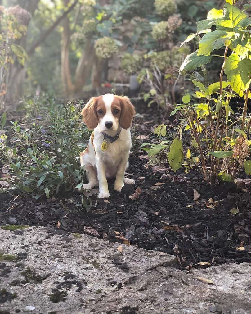 Beaglier sits in the dirt