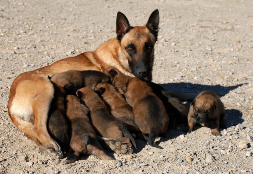 female belgian malinois and her eleven puppies