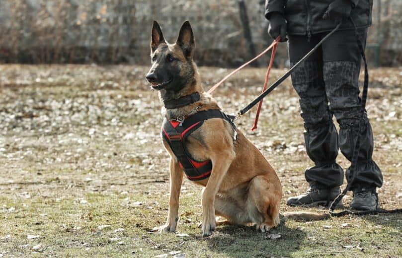 Training of working belgian malinois outdoors