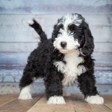 Bernedoodle also known as Bernese mountain dog Poodle Mix