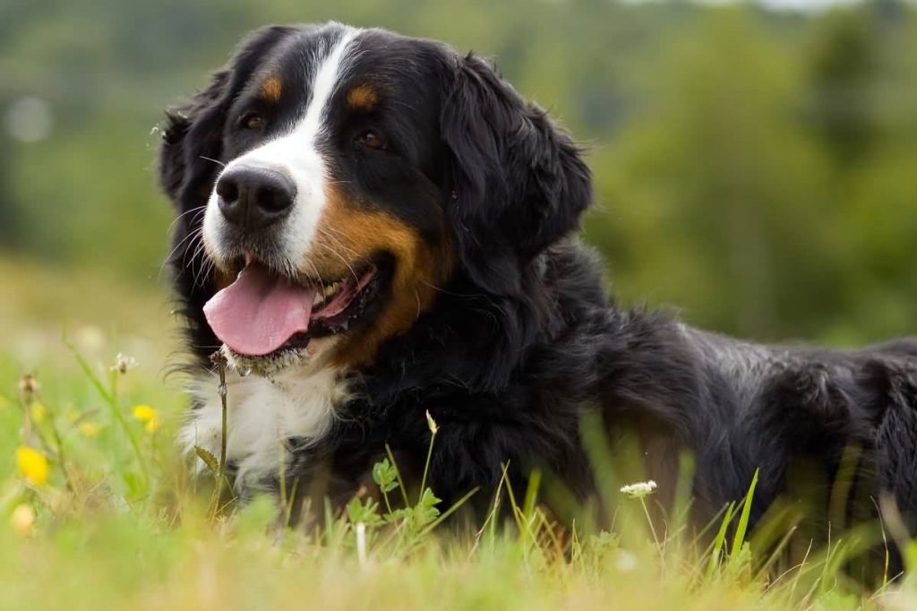 Dog Bernese Mountain Dog is on the grass