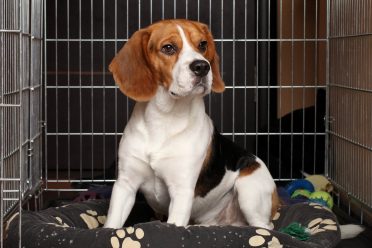 Dog sitting comfortably in extra large dog crate