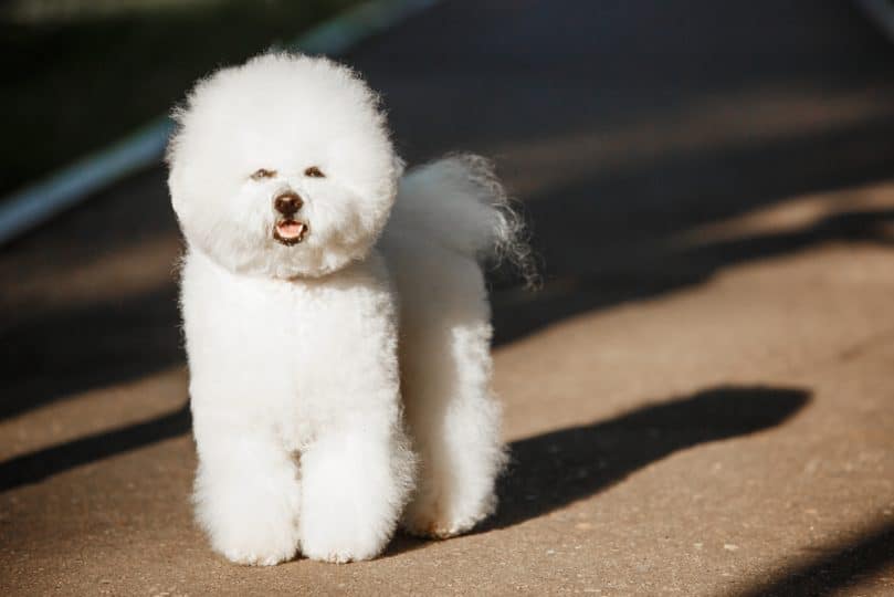 Dog Bichon Frise with a white coat on a background of nature