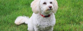 Bichon Poodle sitting outside in the grass