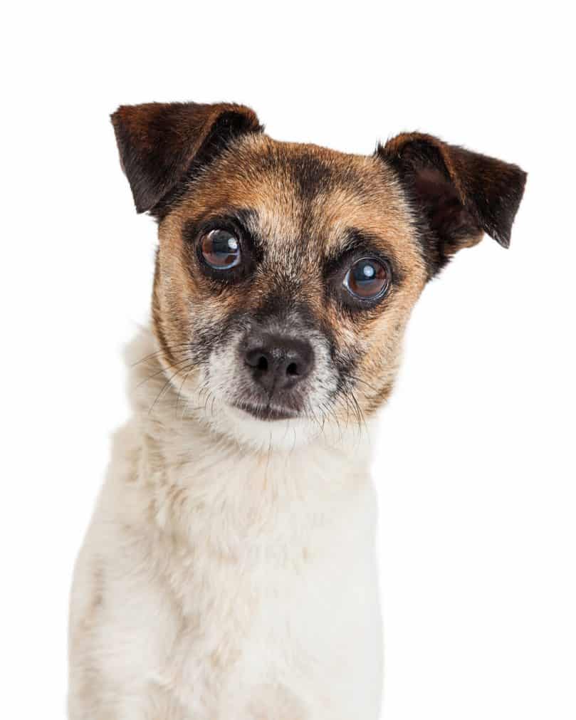 Cute Jack Russell Terrier Mixed Breed Dog Close-up