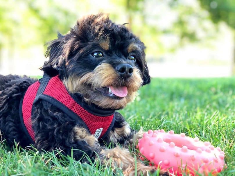 Cute Chihuahua Poodle mix dog lies on the grass with a toy