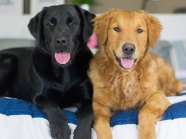 Black and Yellow Goldador Sitting Together